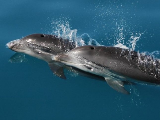 Crociere di avvistamento